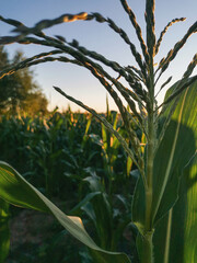 Green corn leaves sunset summer harvest