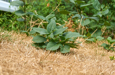 Plant growing through a dry lawn