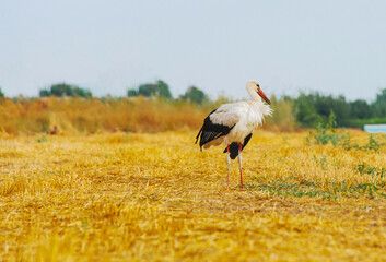 Young white stork standing on the field.