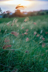 field at sunset