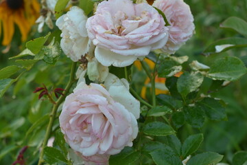 Бело-розовая роза.