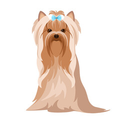 Cute Yorkshire terrier on a white background. Dog. Cartoon design.
