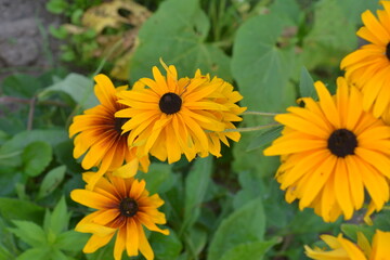 Blooming yellow rudbeckia.