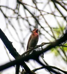 The Red Bird
