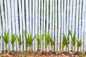 Wall decoration with bamboo painted white as a background.
