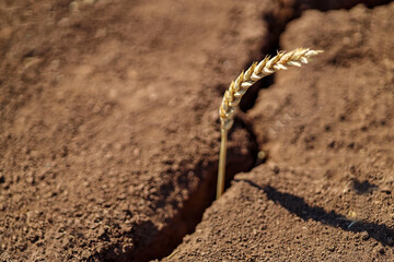 Lost crop theme. global food crisis. Ear on dry, cracked ground. selective focus, shallow depth of...