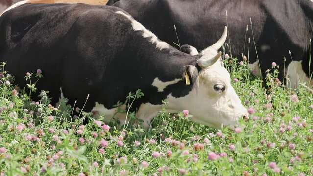 Farm in countryside, cows and calves grazing in clover field, organic.