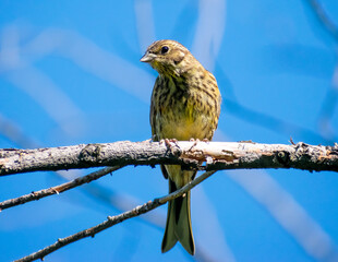 Yellow bird on a branch