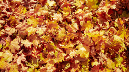 Yellow orange autumn maple leaves background. Leaf fall. Nature texture. Colorful backdrop. Copy space. Bright season color. Scenic landscape detail. October fun outdoor walk. Foliage vivid pattern