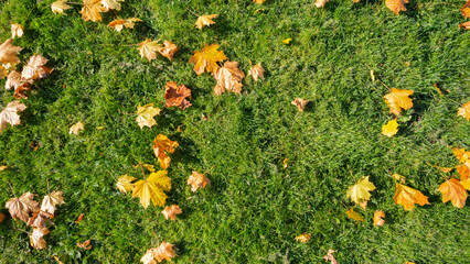 Green grass in red, yellow and orange fallen maple leaves. Beautiful lawn after the last autumn mow before winter. Territory care, fertilization and plant feeding. Beautiful seasonal banner. Nature