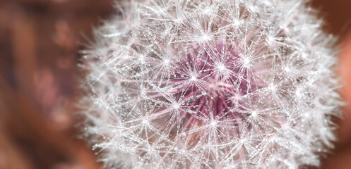 drops of water on a dandelion. close-up. abstraction