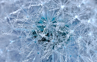 blue abstract background image. drops of water on a dandelion. close-up.