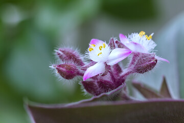 blooming tradescantia flumensis close-up