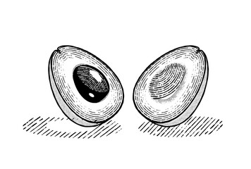 Avocado in graphic style hand drawn vector illustration. Avocado cut in half drawn in pencil