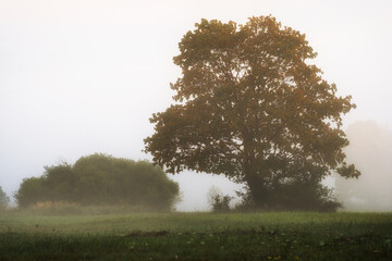 Fototapeta premium Misty morning in the mountains