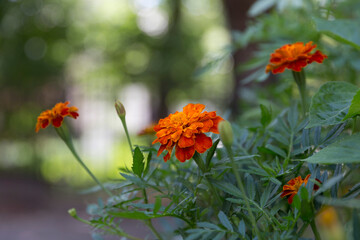 Tagetes erecta ornamental and medicinal plant close-up in the garden. Tagetes in the garden. Tagetes garden flowers. Tagetes - magic flowers