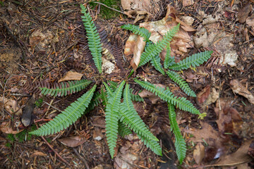 Struthiopteris spicant, syn. Blechnum spicant, is a species of fern in the family Blechnaceae/ - obrazy, fototapety, plakaty
