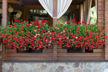 Red pelargoniums bloom en masse on the wall of the house, an example of landscaping pergola and...