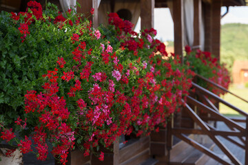 Fototapeta na wymiar Red pelargoniums bloom en masse on the wall of the house, an example of landscaping pergola and house wall. red Pelargonium in the garden. Red geranium pelargonium background. 