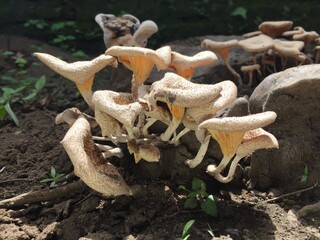 Close-up of a mushroom with a unique shape on the trunk of a long felled mango tree. Parasitic fungus growth on trees.