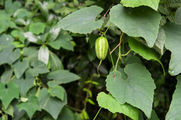 カラスウリ（Trichosanthes cucumeroides｝の緑色の若い果実【8月】