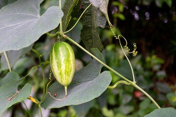 カラスウリ（Trichosanthes cucumeroides｝の緑色の若い果実【8月】