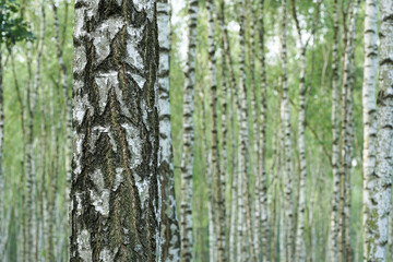 Mountain forest on a summer day