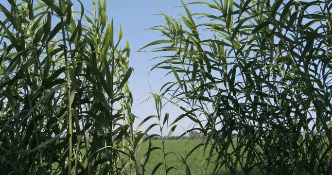 Corn field with blue sky background. Green corn leaves swanging against blue sky on sunny day. Agriculture and harvest concept