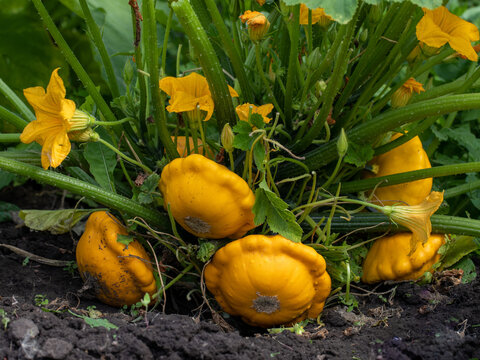 The young and mature fruits of the yellow scallop squash lie on the ground. A patisson plant bush with yellow flowers and different sized pattypans grows in garden bed. It's summer and sunny.