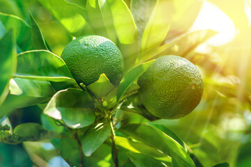 Unripe green mandarins citrus fruits on the tree, close up.