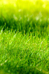 Fototapeta premium Fresh green grass close-up texture or background.