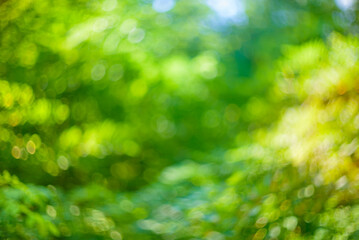 Green blurred leaves background with bokeh for designs.
