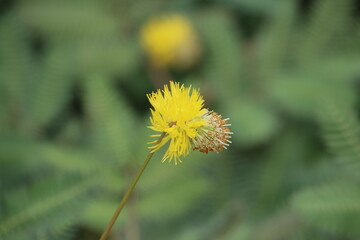 Cambodia. Neptunia oleracea, commonly known in English as water mimosa or sensitive neptunia, is pantropical nitrogen-fixing perennial legume.