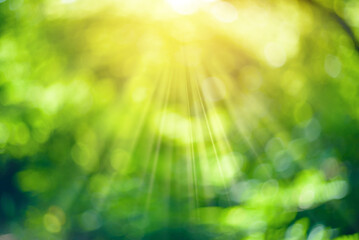 Sun in the blurry green leaves background.