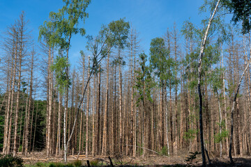 Dead pine trees affected by a beetle near entrance of Planken Wambuis, a nature reserve close to Ede in The Netherlands.