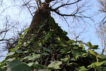 Dettagli naturali