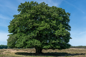 Single oak tree on heather field of Planken Wambuis (a nature reserve) in The Netherlands.