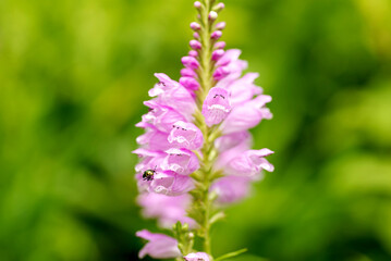 ピンクのハナトラノオ