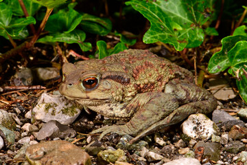 Erdkröte // Common Toad (Bufo bufo) - Montenegro
