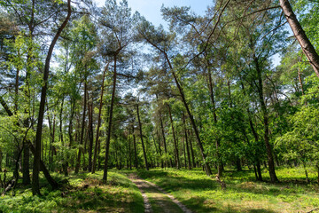 Obraz premium Pine trees along track in Planken Wambuis (The Netherlands).