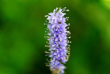 ブラシみたいなヤマトラノオ