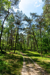 Pine trees along track in Planken Wambuis (The Netherlands).