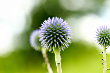 まんまるヒゴタイ