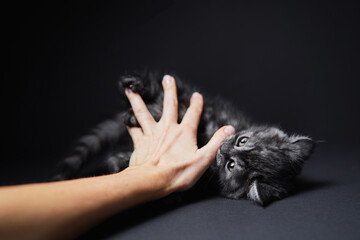 Studio shot of adorable scottish black tabby kitten bitting his owner's hand.