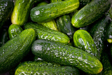 Fresh juicy clean cucumbers lying tightly next to each other. Preparing for conservation and salting.
