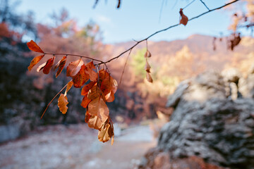 Close up of branch with red leaves.