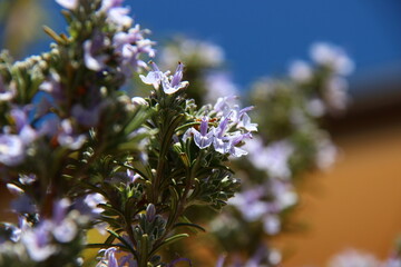 Fiori di Rosmarino