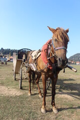 A horse cart in the Qamoua plain, Akkar, North Lebanon