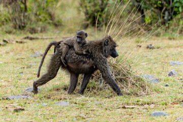 monkey in serengeti national park city