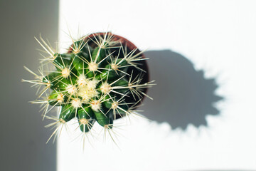 Close up of beautiful cactus Echinocactus in the sun on the window.